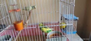 xarı bülbül satışı: 2il 6 aylıq valnistiy papuqaylar satılır . öz papuqaylarimdir .Ev — 5