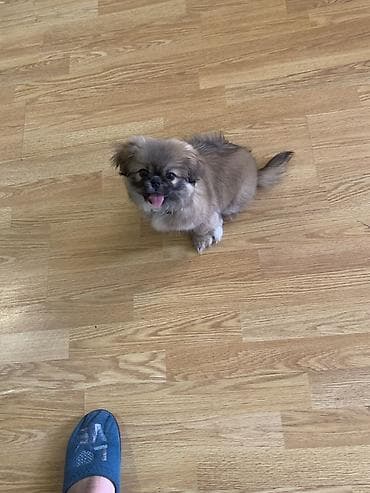 it balası: Pekines — 2