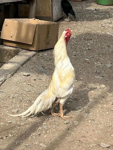 Akvariumlar: Xoruz, Ağdam, il: 1 — 2