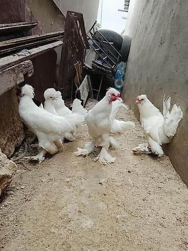 husky satisi: 4 xoruz 2 fərə Sultan Toyuqlari satilir 4 aylıqdi — 2