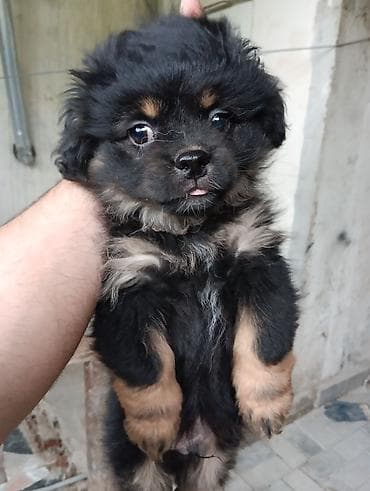 qurdbasar balaları: Pekines — 6