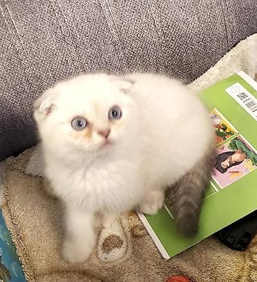 Pişiklər: Britan — 6