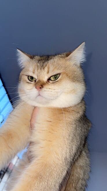 cütleşdirilir: Şinşilla, Erkək, Cütləşmə üçün — 4