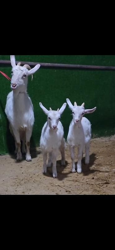 iri buynuzlu: Sütlü keçi ailəsi – ana keçi və iki bala - Cins: ağ rəngli, buynuzlu — 4