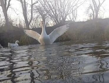 cücə və xoruz: Salam Ayam cemani,,. argenal.yumurtasi,cucesi.colpasi,,xoruzu.toyugu — 5