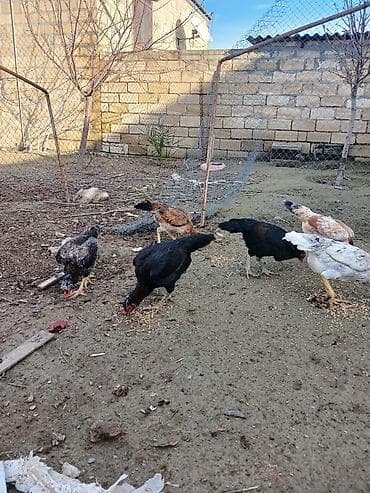 İtlər: Məhsul: Ev şəraitində bəslənən kənd toyuqları Təsvir: - Şəkillərdə — 1
