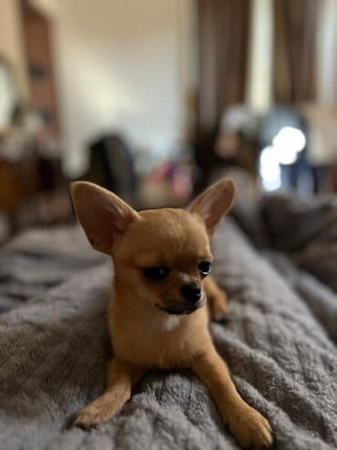сколько стоит собака чихуахуа: Çixuahua, 6 ay, Dişi — 3