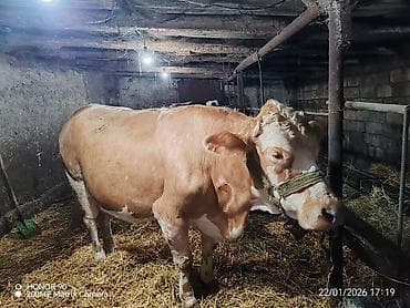 С/х животные и товары: Самка, лет: 4, 1200 кг, Для молока, Платная доставка — 3