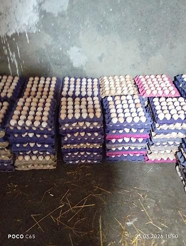 alisa home tekstil: Məhsul: Təmiz kənd təsərrüfatı yumurtaları və yeni çıxmış cücələr — 2