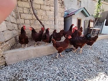 qax heyvan bazar: Salam. Red island mayali yumurtaları. Sifariş qəbul olunur. Ünvan Binə — 1