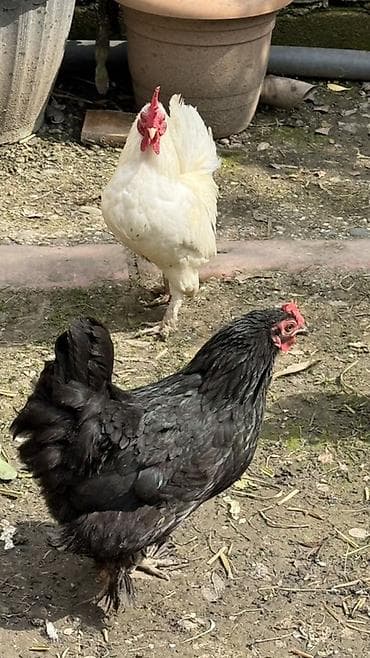 koxin toyuqları: Toyuq, Damazlıq — 3