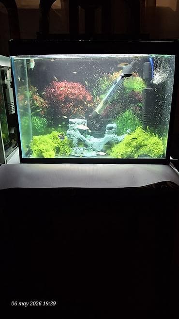 akvarium balik: Akvaryum satılır dekor işıq qızdırıcı Filtir içinde 40 qədər bala Moli — 2