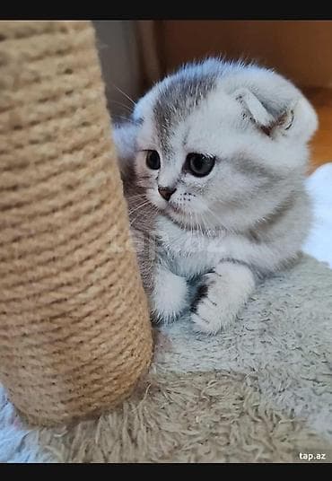 pişik ucun daraq: Şotland — 1