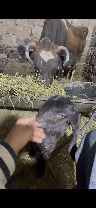 ev sicani: Erkək, Hələb, il: >10, Damazlıq, Ödənişli çatdırılma — 1