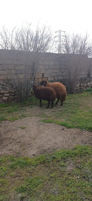 qoyun itləri: Salam ana bala qoyun satıram təmiz mor karaman cinsidilər ana bala — 3