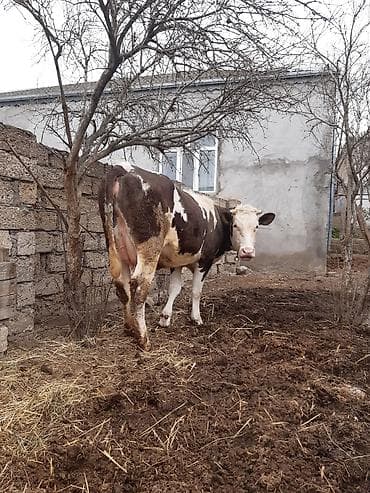 Собаки: Birinci qarin simental erkey balada slmentaldi sudu 15 letirdi bir — 2