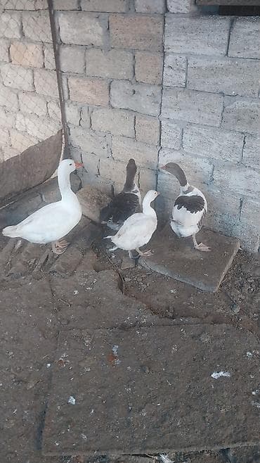 Qazlar satılır - Növ: ev qazı yerli - Say: 4 baş - Rənglər: 2 ədəd