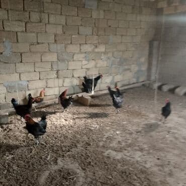 Dovşanlar: Xoruzlar satılır — 3