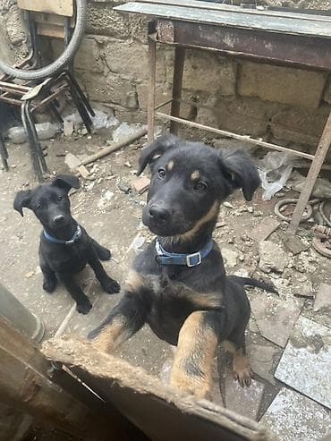 ayi sekilleri: Labrador-retriver, 7 ay, Peyvəndli — 2