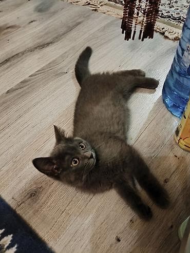 ucuz pisik: Şotland uzun tüklü, Dişi, Yaxşı əllərə — 6