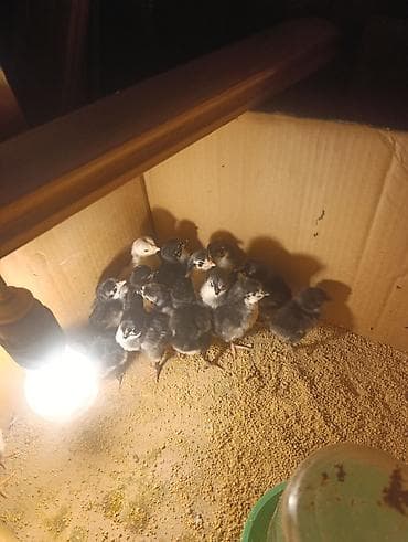 brama toyuqlari satisi: 🐥 QARA AUSTRALORP CÜCƏLƏR SATILIR! Sağlam və keyfiyyətli Australorp — 1
