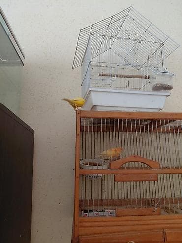 qus satisi: Bülbül may 1yaş var — 1