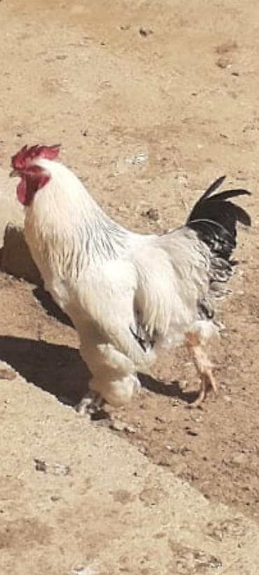 Satılır: Ağ-qara lələkli, iri cüssəli xoruz - Cins tipi: ayaqları at lalafo.az Satılır: Ağ-qara lələkli, iri cüssəli xoruz - Cins tipi: ayaqları
