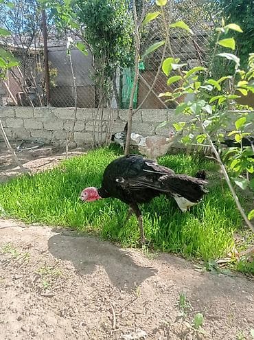 cex quşlar: Salam.hünduwqalar satılı.bine atclıq qesebesindedi heyvanlar.erkekler — 7