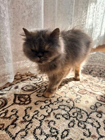 pişik cutləşdirilir: Şotland uzun tüklü, Dişi, Yaxşı əllərə, Pulsuz çatdırılma — 4