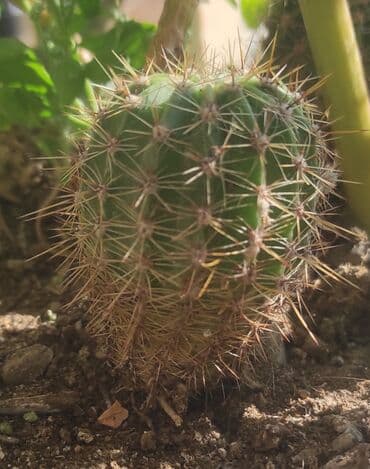 kaktüs gülü: Kaktus gül açan evdə çoxlu var — 1