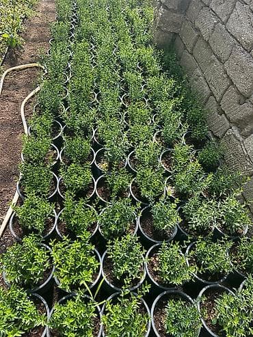 dibcək: Lavanda (Lavandula) tingləri – qara plastik dibçəklərdə - Bitki növü — 5