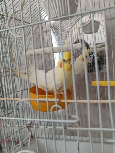 geref quşu: Dişi sarı karella quşudur 5-6 aylıqdır. erkək 3-4 ayliq karella quşu — 2