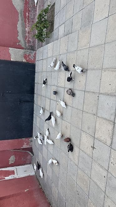 Tərgizmə quşlar istiyən varsa 5 aznden topdan satıs lalafo.az -da Tərgizmə quşlar istiyən varsa 5 aznden topdan satıs