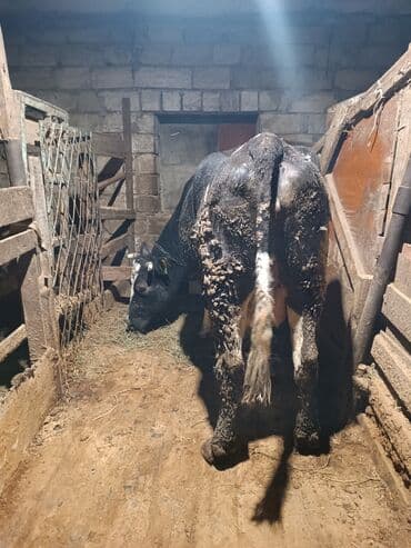 Qazlar: Teze dogub 18 20 litr sudu var. balayla isteyen olsa bawqa qiymet — 3