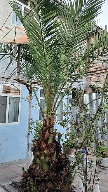 agac tingleri: Dekorativ xurma palmisi (Phoenix dactylifera tipli) - Hündürlüyü — 2