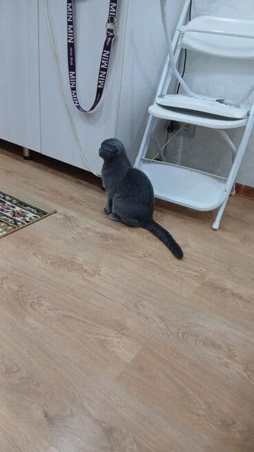 alman çoban köpeği: Şotland yastı qulaq, Erkək, Cütləşmə üçün, Ünvandan götürmə, Pulsuz çatdırılma, Ödənişli çatdırılma — 1