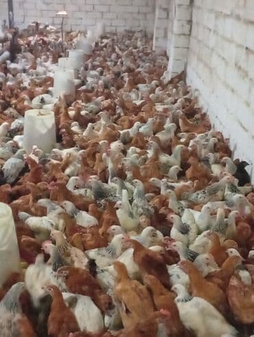 ağ toyuq: Toyuq, Broyler, Ətlik — 3