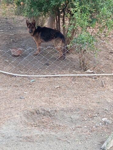 quş yuvaları: Məhsul: Ev göyərçinləri (bir neçə cüt) Təsvir: - Fərqli rəng və — 6