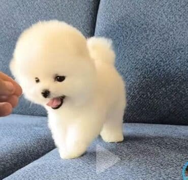 şotlan pişik: Şotland yastı qulaq, Erkək, Dişi, Yaxşı əllərə, Ünvandan götürmə, Pulsuz çatdırılma, Ödənişli çatdırılma — 35