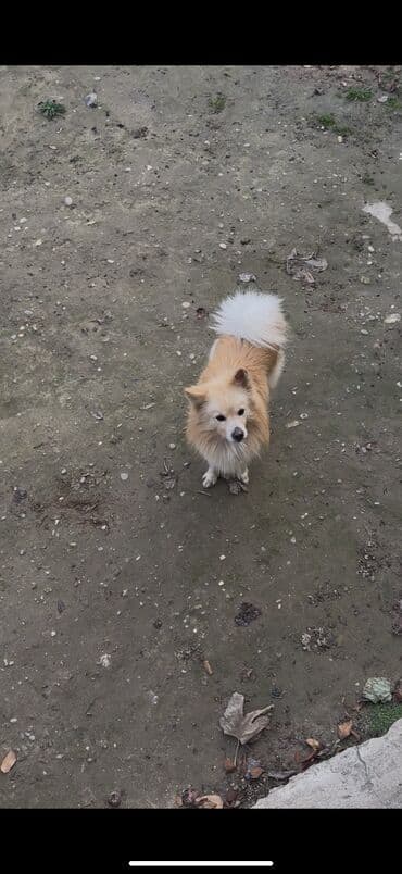 BYD: Zvanok həyət iti erkəy qiyməti — 3