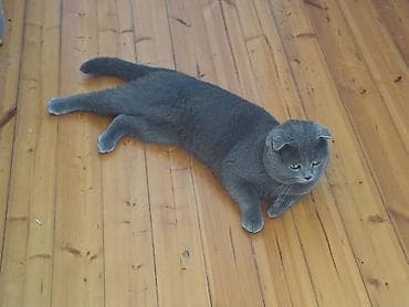 pisik latoku: Britan, Erkək — 6