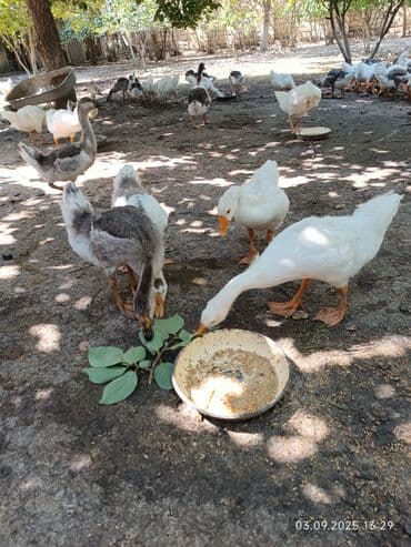 Hyundai: Salam qardaşlar hazır təmizlənmiş qaz əti var sifarişlə kəsilir — 2