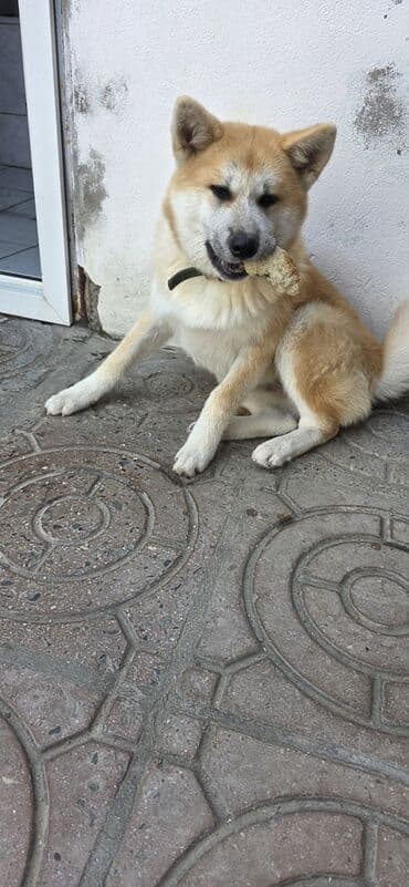 cau cau iti satilir: Akita-inu — 2