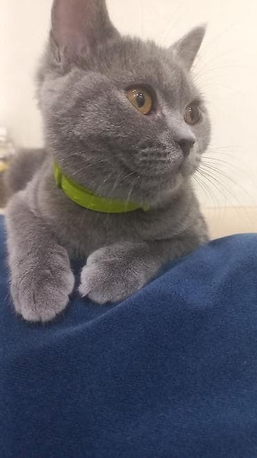 british pişik: Britan, Dişi, Yaxşı əllərə, Ünvandan götürmə — 2