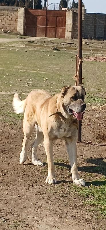 Balıqlar: Kanqal, 4 il, Erkek — 8