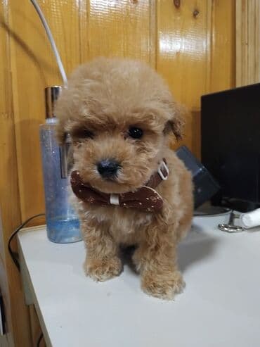 mini itler: Pudel — 1