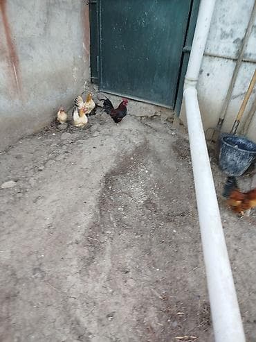 Другие с/х животные: Курица, Для разведения — 4