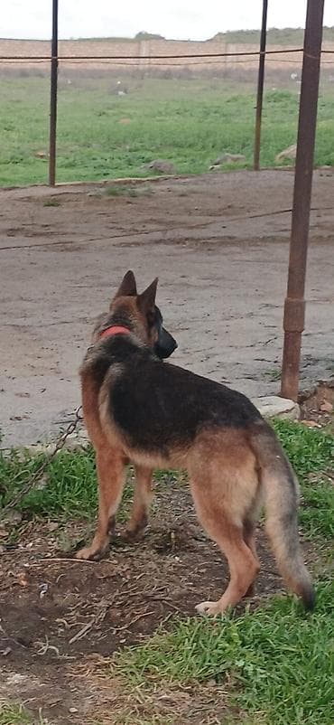 doyus itleri: Alman çoban iti, 2 il, Erkek, Peyvəndli, Pulsuz çatdırılma — 3