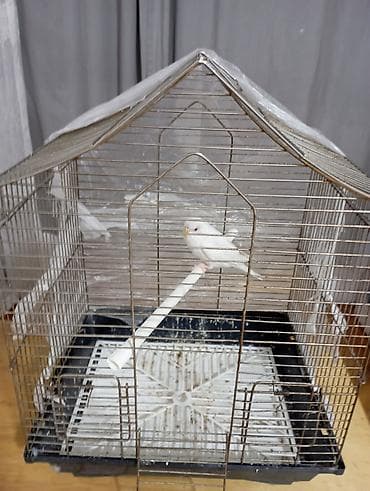 Popuqay qəfəsdə satılır