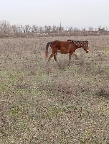 Erkək, il: 1 lalafo.az -da Erkək, il: 1